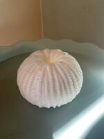 Šviečiantis koralas